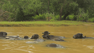 buffalo-cows-in-the-muddy-river-water-in-asia_nmljyklil__f0000-3257685