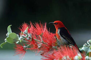 scarlet-honeyeater-bird-red-feathers-8841012