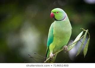 parrot-on-branch-260nw-7146514002b252812529-7962167